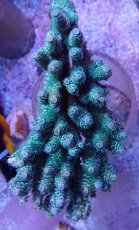 画像1: No.12 ウスエダミドリイシ　ディープグリーン (1)