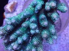 画像2: No.12 ウスエダミドリイシ　ディープグリーン (2)