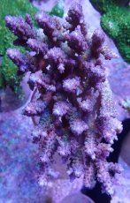 画像1: No.13 オーストラリア産 浅場ミドリイシ (1)