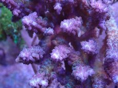 画像2: No.13 オーストラリア産 浅場ミドリイシ (2)