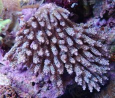 画像1: No.14 ウスエダミドリイシ (1)