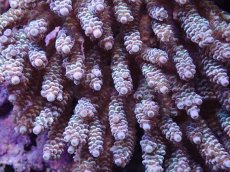 画像2: No.14 ウスエダミドリイシ (2)