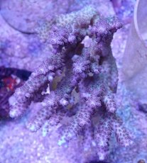 画像1: No.15 オーストラリア産 浅場ミドリイシ (1)