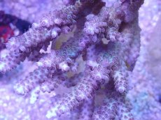 画像2: No.15 オーストラリア産 浅場ミドリイシ (2)