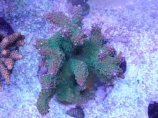 画像1: No.16 浅場ミドリイシ (1)