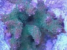 画像2: No.16 浅場ミドリイシ (2)