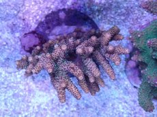 画像1: No.17 ハイマツミドリイシ (1)