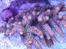 画像2: No.17 ハイマツミドリイシ (2)