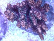 画像2: No.18 ハイマツミドリイシ (2)