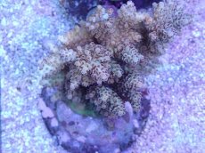 画像1: No.19 浅場ミドリイシ (1)