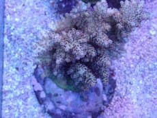 画像2: No.19 浅場ミドリイシ (2)