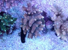 画像1: No.20 ハイマツミドリイシ (1)