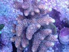 画像2: No.20 ハイマツミドリイシ (2)