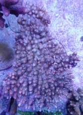 画像1: No.21 オーストラリア産 クシハダミドリイシ (1)