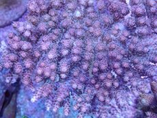 画像2: No.21 オーストラリア産 クシハダミドリイシ (2)