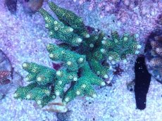 画像1: No.22 ハイマツミドリイシ (1)