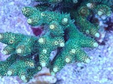 画像2: No.22 ハイマツミドリイシ (2)