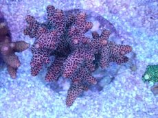 画像1: No.23 ハイマツミドリイシ (1)