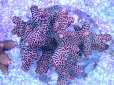 画像2: No.23 ハイマツミドリイシ (2)