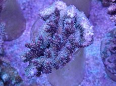 画像1: No.24 オーストラリア産 コンフェッティ (1)