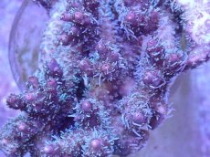 画像2: No.24 オーストラリア産 コンフェッティ (2)