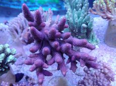 画像1: No.25 オーストラリア産 スパスラータ (1)