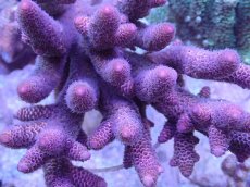 画像2: No.25 オーストラリア産 スパスラータ (2)