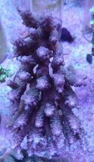 画像1: No.26 オーストラリア産 浅場ミドリイシ (1)