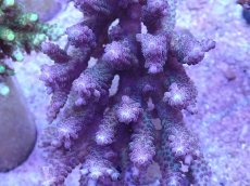 画像2: No.26 オーストラリア産 浅場ミドリイシ (2)