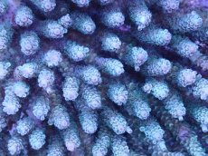 画像2: No.27 ウスエダミドリイシ (2)