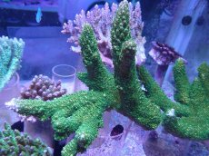 画像1: No.28 オーストラリア産 ヤスリミドリイシ (1)