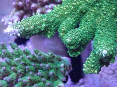 画像2: No.28 オーストラリア産 ヤスリミドリイシ (2)