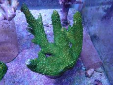 画像1: No.29 オーストラリア産 ヤスリミドリイシ (1)