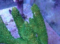 画像2: No.29 オーストラリア産 ヤスリミドリイシ (2)