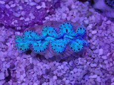 画像1: No.30 激美 シラナミガイ　 (1)