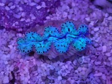 画像2: No.30 激美 シラナミガイ　 (2)