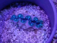 画像1: No.31 激美 シラナミガイ　 (1)