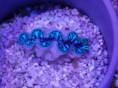 画像2: No.31 激美 シラナミガイ　 (2)