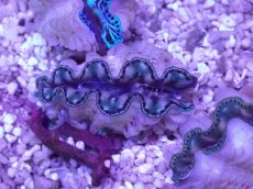 画像1: No.32 激美 シラナミガイ　 (1)