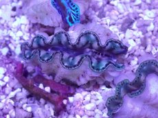 画像2: No.32 激美 シラナミガイ　 (2)