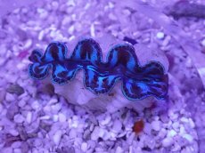 画像1: No.33 激美 シラナミガイ　 (1)