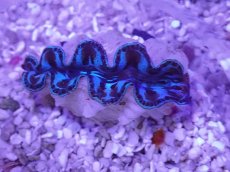 画像2: No.33 激美 シラナミガイ　 (2)