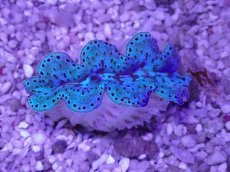 画像1: No.34 激美 シラナミガイ　 (1)