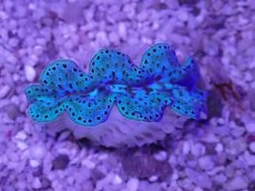 画像2: No.34 激美 シラナミガイ　 (2)