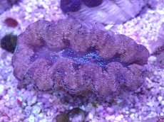 画像1: No.35 ヒメシャコガイ カラー (1)