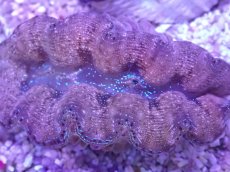 画像2: No.35 ヒメシャコガイ カラー (2)