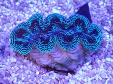 画像1: No.36 ヒメシャコガイ スーパーメタリック (1)