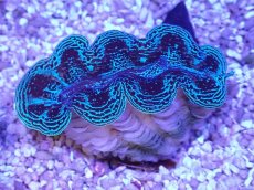 画像2: No.36 ヒメシャコガイ スーパーメタリック (2)