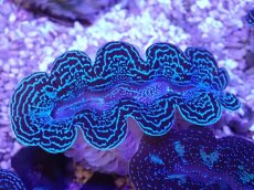 画像1: No.37 ヒメシャコガイ スーパーメタリック (1)