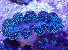 画像2: No.37 ヒメシャコガイ スーパーメタリック (2)